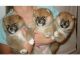 Shiba Inu Puppies for sale in Alabaster, AL, USA. price: NA