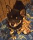 Shiba Inu Puppies for sale in Monroe, MI, USA. price: $650