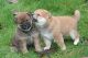 Shiba Inu Puppies for sale in Delaware City, DE, USA. price: $350