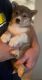 Shiba Inu Puppies for sale in Monroe, MI, USA. price: $650