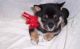Shiba Inu Puppies for sale in Burbank, CA, USA. price: NA