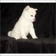 Shiba Inu Puppies for sale in Anchorage, AK, USA. price: NA