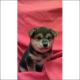 Shiba Inu Puppies for sale in Anchor Point, AK, USA. price: $400