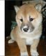 Shiba Inu Puppies for sale in Amarillo, TX, USA. price: NA