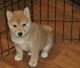 Shiba Inu Puppies for sale in Church Rock, NM 87322, USA. price: $400