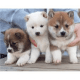 Shiba Inu Puppies for sale in Jackson, MS, USA. price: NA
