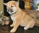 Shiba Inu Puppies for sale in North Branch, MN, USA. price: NA