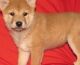 Shiba Inu Puppies for sale in Pawnee Rock, KS 67567, USA. price: $500