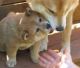 Shiba Inu Puppies for sale in Pittsburgh, PA, USA. price: NA