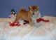 Shiba Inu Puppies for sale in Aurora, CO, USA. price: NA