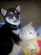 Shiba Inu Puppies for sale in Little Rock, AR, USA. price: NA
