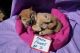 Shiba Inu Puppies for sale in California, USA. price: NA