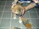 Shiba Inu Puppies for sale in Grand Rapids, MI, USA. price: NA