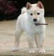 Shiba Inu Puppies for sale in Colorado Springs, CO, USA. price: NA