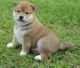 Shiba Inu Puppies for sale in Batesburg-Leesville, SC, USA. price: NA
