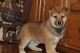 Shiba Inu Puppies for sale in New Haven, CT, USA. price: NA