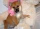 Shiba Inu Puppies for sale in Bethel, DE, USA. price: NA