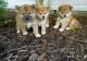 Shiba Inu Puppies for sale in Carlsbad, CA, USA. price: NA