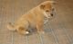 Shiba Inu Puppies for sale in Jackson, MI, USA. price: NA