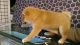 Shiba Inu Puppies for sale in Stamford, CT, USA. price: NA