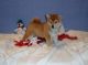 Shiba Inu Puppies for sale in Mitchellville, MD, USA. price: NA