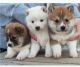 Shiba Inu Puppies for sale in Denver, CO, USA. price: NA