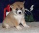 Shiba Inu Puppies for sale in Beaver Creek, CO 81620, USA. price: NA