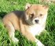 Shiba Inu Puppies for sale in Erie, PA, USA. price: NA