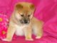Shiba Inu Puppies for sale in Bakersfield, CA, USA. price: NA