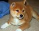 Shiba Inu Puppies for sale in Oceanside, CA, USA. price: NA