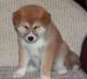 Shiba Inu Puppies for sale in Boise, ID, USA. price: $500