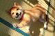Shiba Inu Puppies for sale in Springfield, MA, USA. price: NA