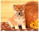 Shiba Inu Puppies for sale in Austin, TX, USA. price: NA