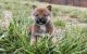 Shiba Inu Puppies for sale in Bakersfield, CA, USA. price: NA