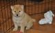 Shiba Inu Puppies for sale in Jersey City, NJ, USA. price: NA