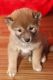 Shiba Inu Puppies for sale in Kansas City, KS, USA. price: NA