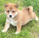 Shiba Inu Puppies for sale in Evansville, WY, USA. price: NA