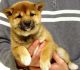 Shiba Inu Puppies for sale in Little Rock, AR, USA. price: NA