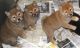 Shiba Inu Puppies for sale in Berkeley, CA, USA. price: NA