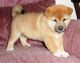 Shiba Inu Puppies for sale in Arlington, VA, USA. price: NA