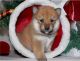 Shiba Inu Puppies for sale in Sioux Falls, SD, USA. price: NA