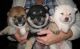 Shiba Inu Puppies for sale in Montgomery, AL, USA. price: NA