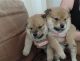 Shiba Inu Puppies for sale in Manchester, NH, USA. price: NA