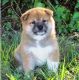 Shiba Inu Puppies for sale in Lincoln, NE, USA. price: NA