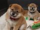 Shiba Inu Puppies for sale in Columbia, MO, USA. price: NA