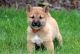 Shiba Inu Puppies for sale in Alexander, ME 04694, USA. price: NA
