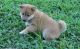 Shiba Inu Puppies for sale in East Lansing, MI, USA. price: $500