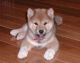 Shiba Inu Puppies for sale in Orlando, FL, USA. price: $500