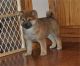 Shiba Inu Puppies for sale in Carlsbad, CA, USA. price: NA