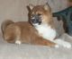 Shiba Inu Puppies for sale in Colorado Springs, CO, USA. price: NA
